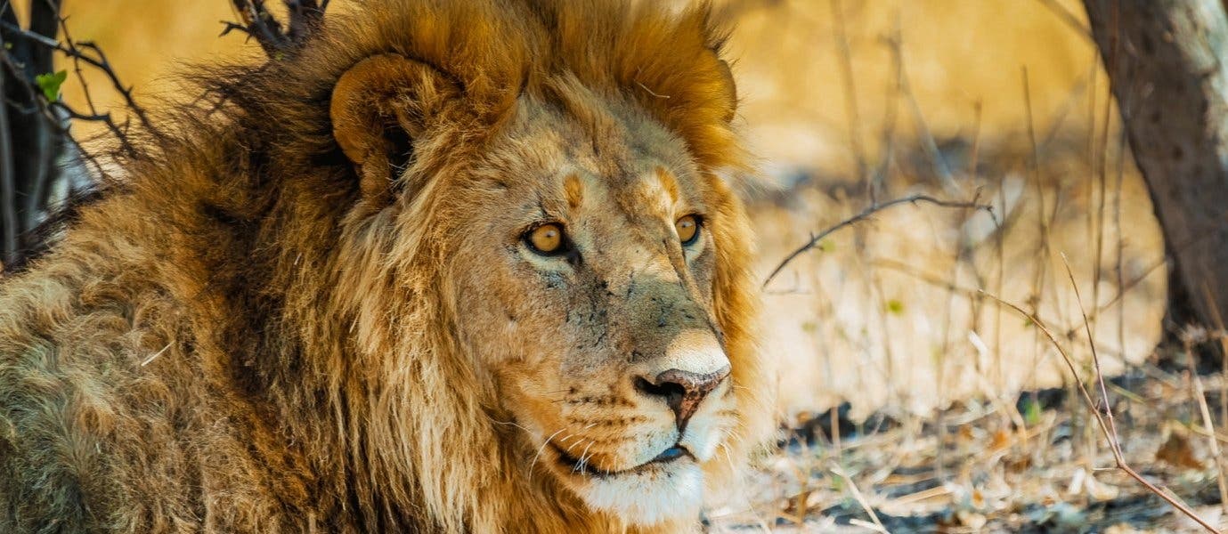 El rey de la selva <span class="iconos separador"></span> Parque Nacional Kruger 