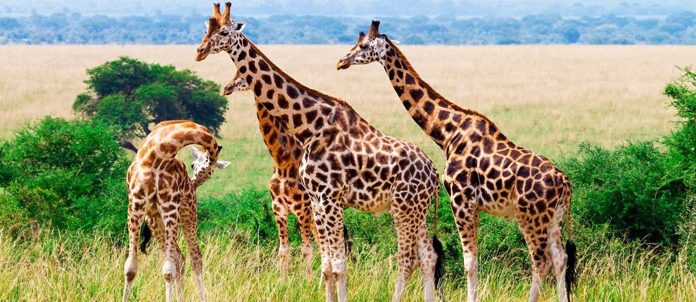 Jirafas en el Parque Nacional Kruger <span class="iconos separador"></span> Sudáfrica