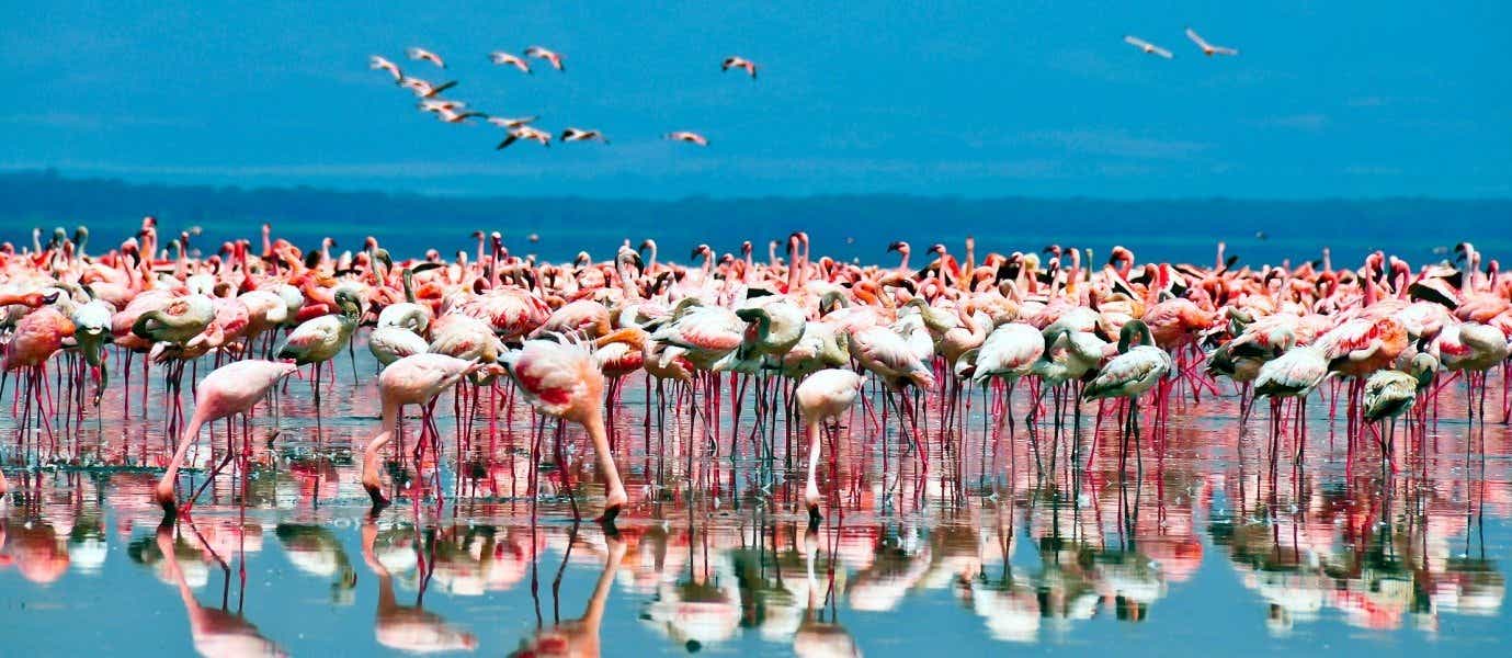 Flamencos rosados <span class="iconos separador"></span>  Parque Nacional Lago Nakuru