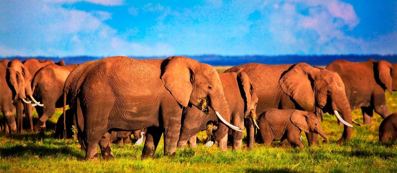 Manada de elefantes <span class="iconos separador"></span> Parque Nacional Aberdare
