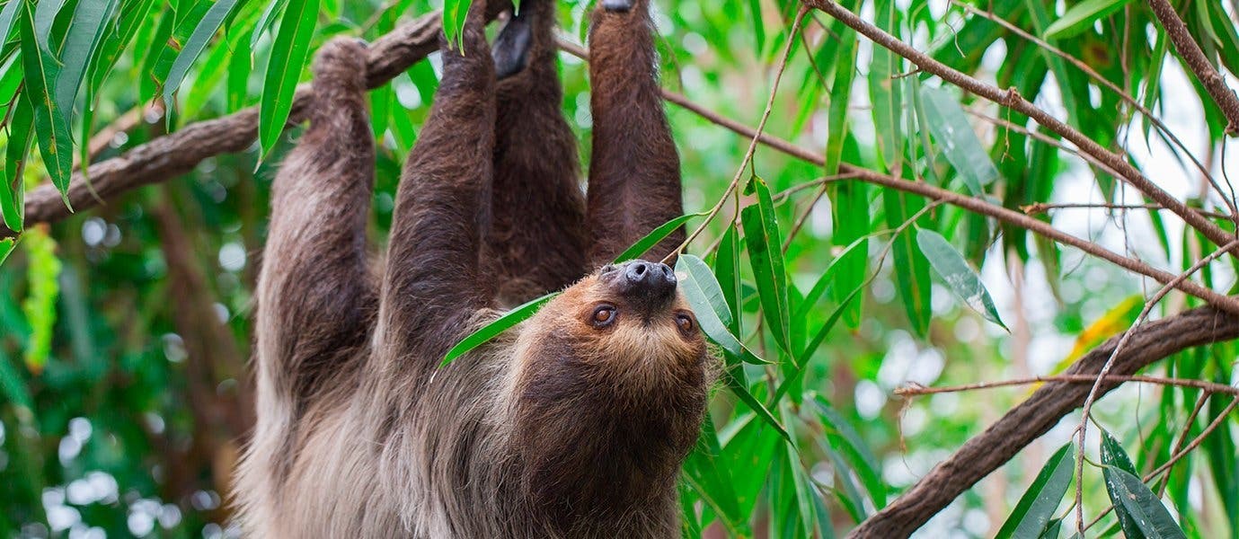Perezoso <span class="iconos separador"></span> Reserva Biológica del Bosque Nuboso de Monteverde