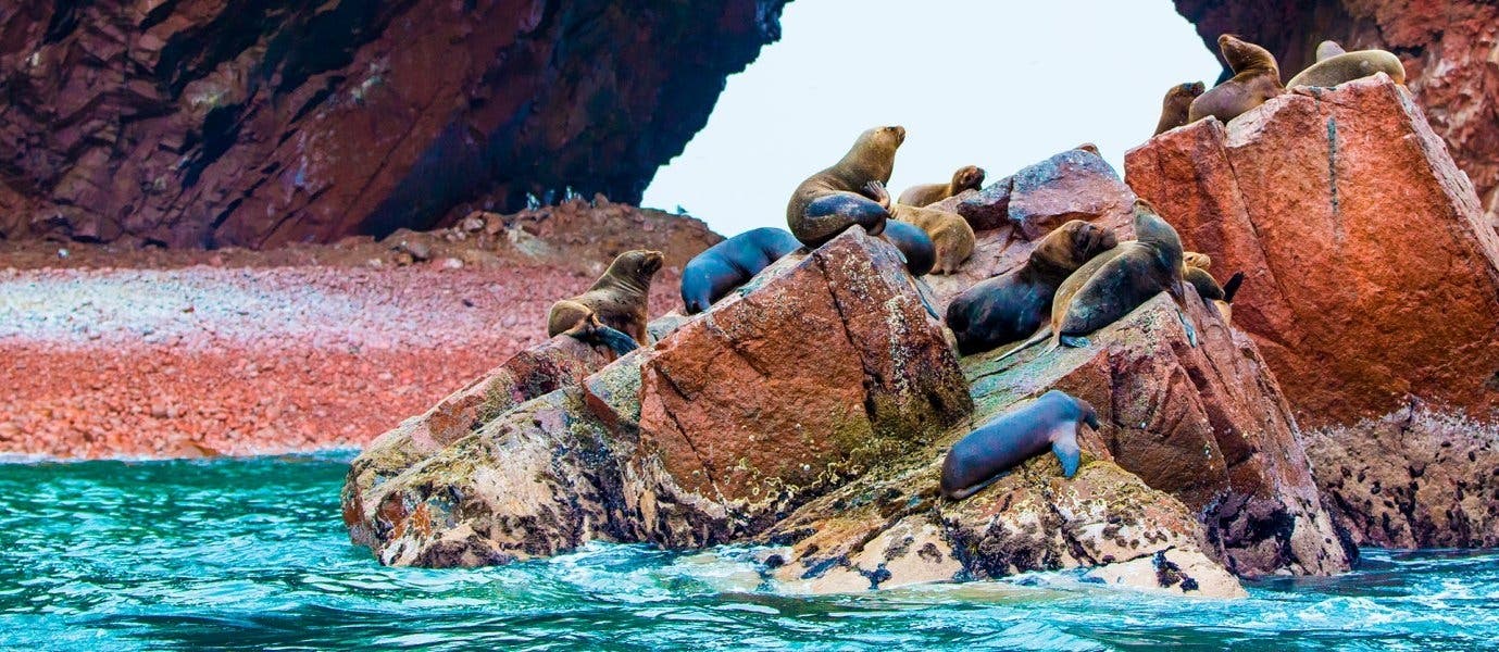 Colonia de leones marinos <span class="iconos separador"></span> Islas Ballestas <span class="iconos separador"></span> Reserva Nacional de Paracas