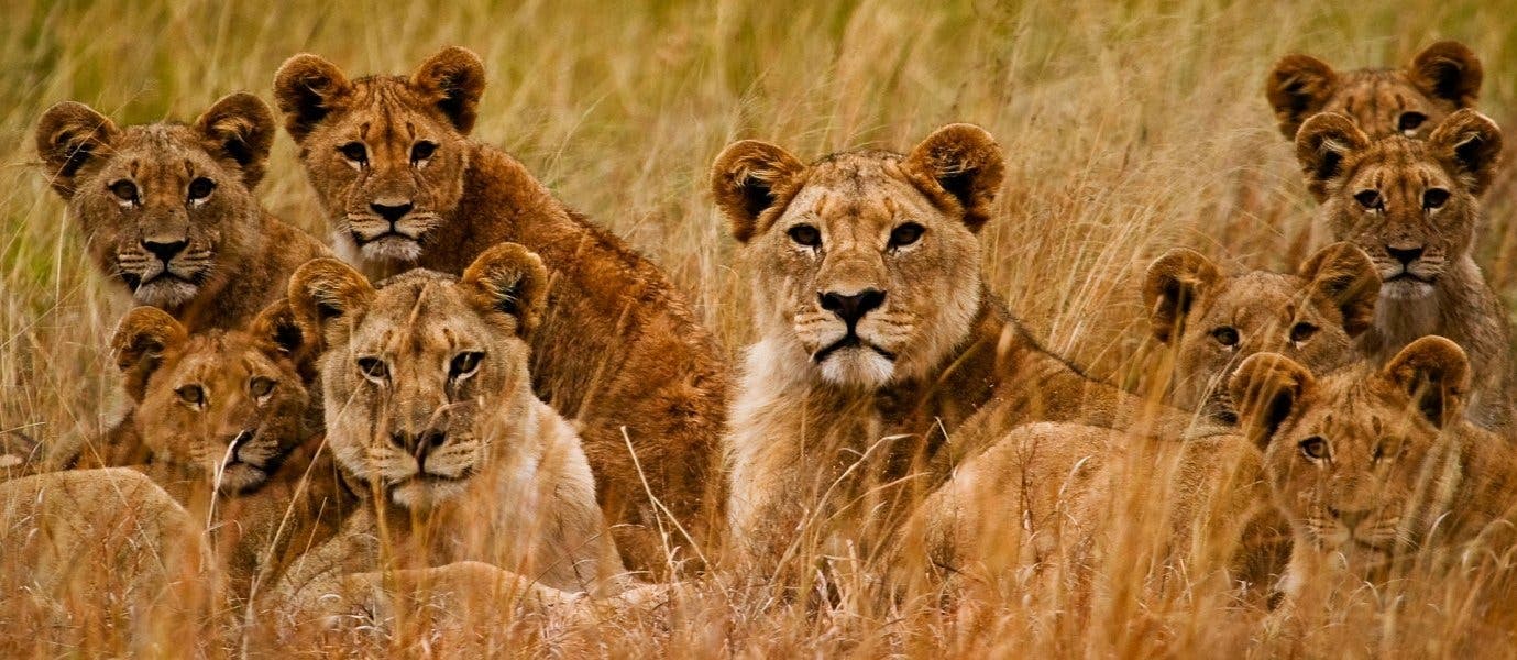 Manada de leones <span class="iconos separador"></span> Parque Nacional Kruger <span class="iconos separador"></span> Sudáfrica