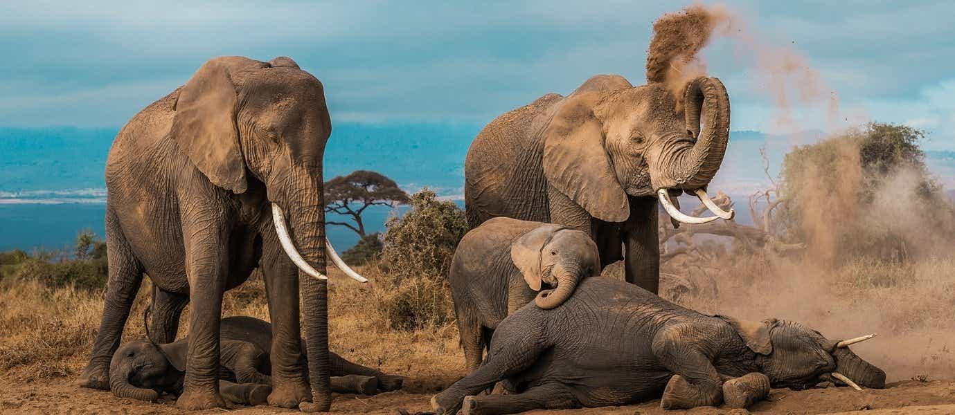 Manada de elefantes <span class="iconos separador"></span> Parque Nacional de Amboseli <span class="iconos separador"></span> Kenia