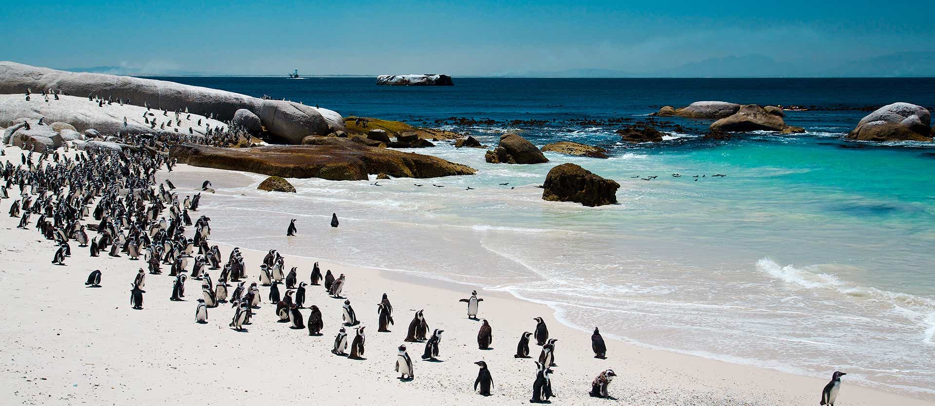 Colonia de pingüinos <span class="iconos separador"></span> Playa de Boulders <span class="iconos separador"></span> Ciudad del Cabo <span class="iconos separador"></span> Sudáfrica
