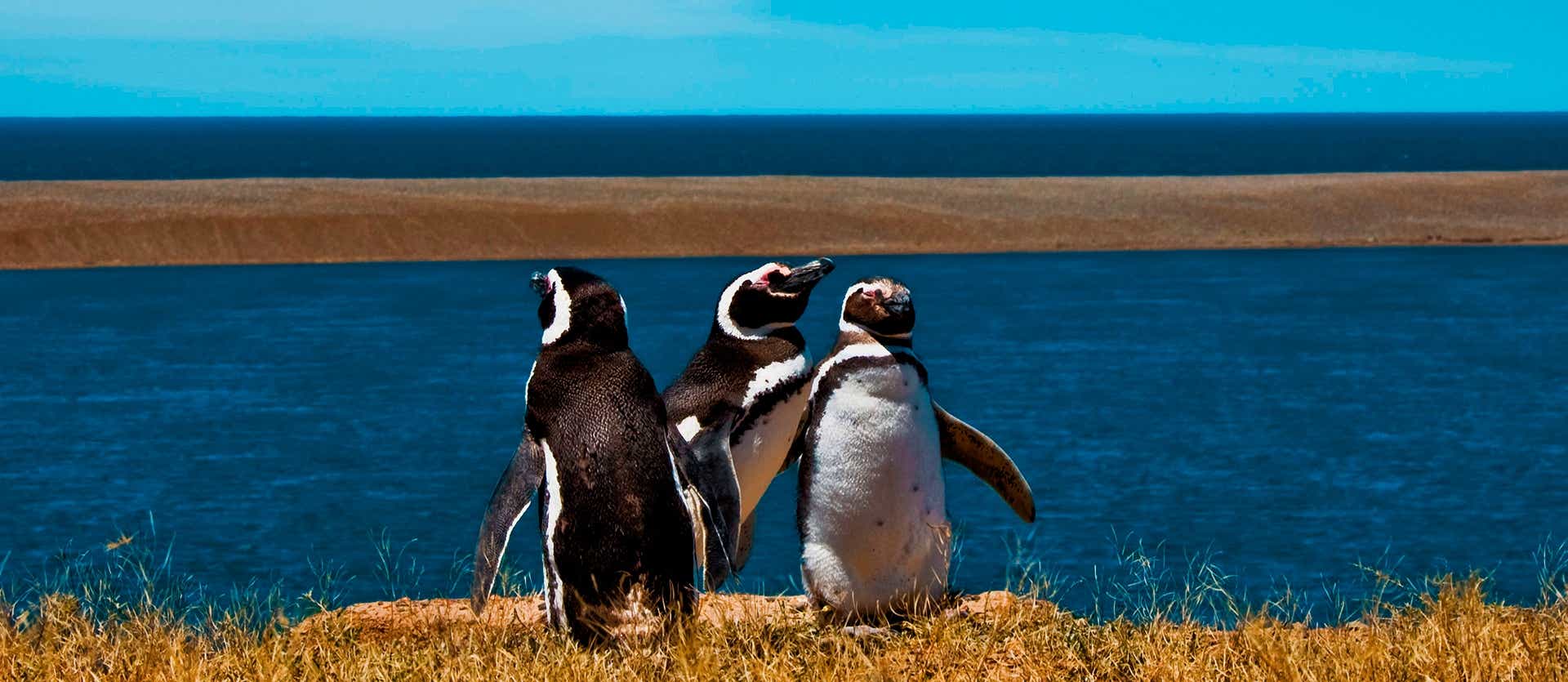 Pingüinos de Magallanes <span class="iconos separador"></span> Península Valdés