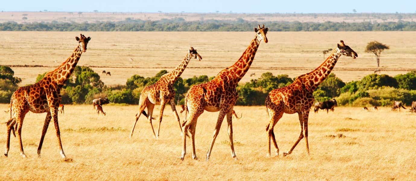 Manada de jirafas <span class="iconos separador"></span> Reserva Nacional Masái Mara 