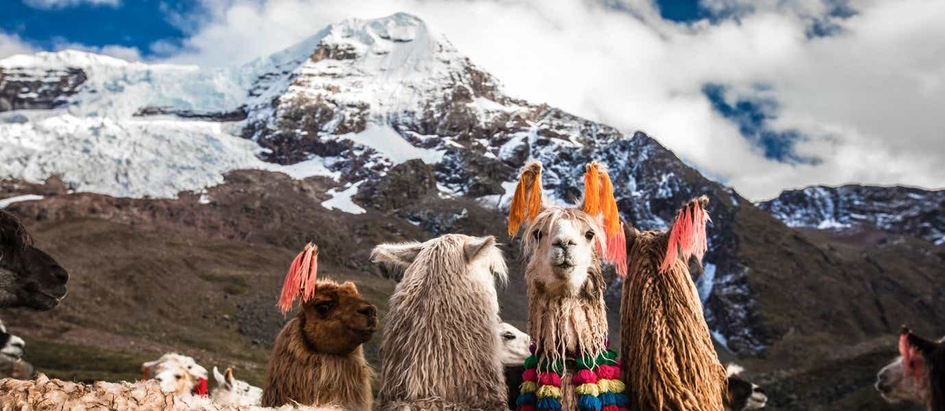 Llamas <span class="iconos separador"></span> Perú