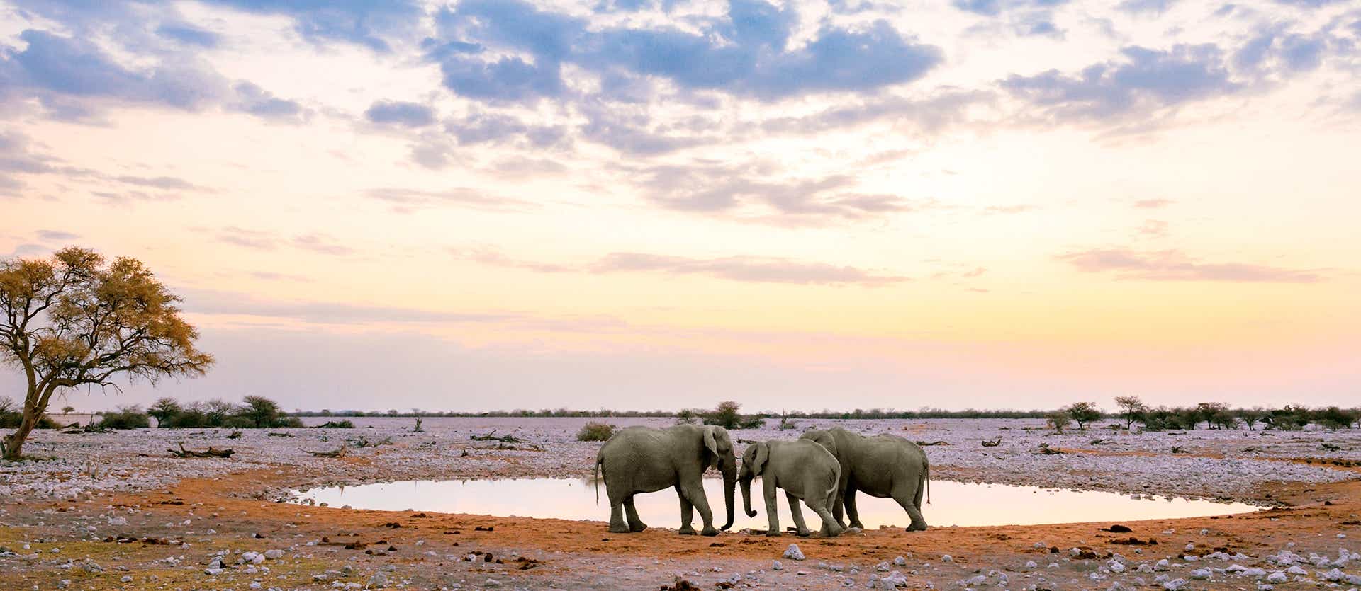Manada de elefantes <span class="iconos separador"></span> Parque Nacional Etosha <span class="iconos separador"></span> Namibia