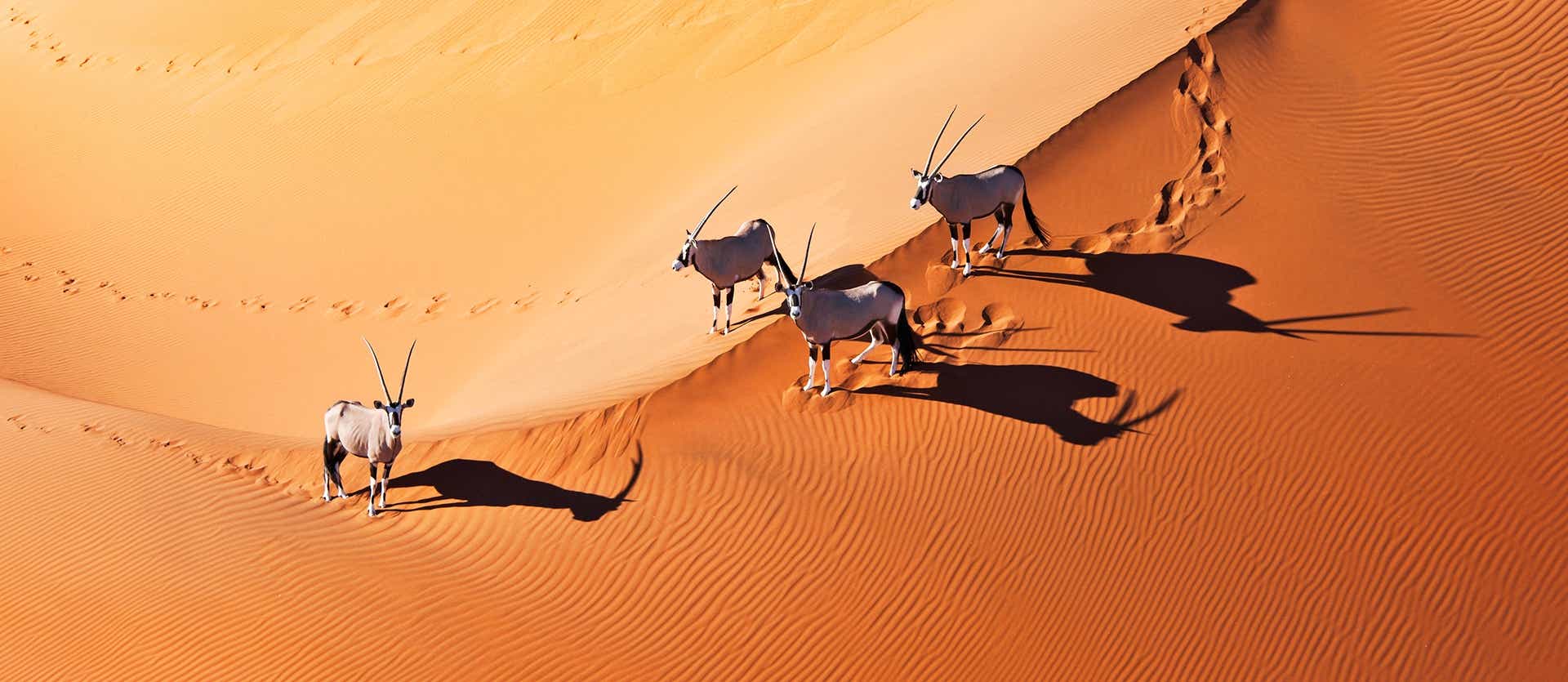 Oryx <span class="iconos separador"></span> Desierto del Namib <span class="iconos separador"></span> Namibia