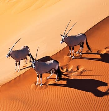 Del Namib a las Cataratas Victoria