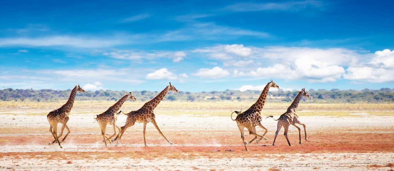 Manada de jirafas <span class="iconos separador"></span> Parque Nacional Etosha <span class="iconos separador"></span> Namibia