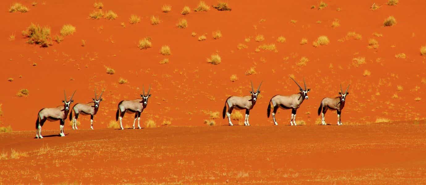 Oryx <span class="iconos separador"></span> Desierto de Namib <span class="iconos separador"></span> Namibia