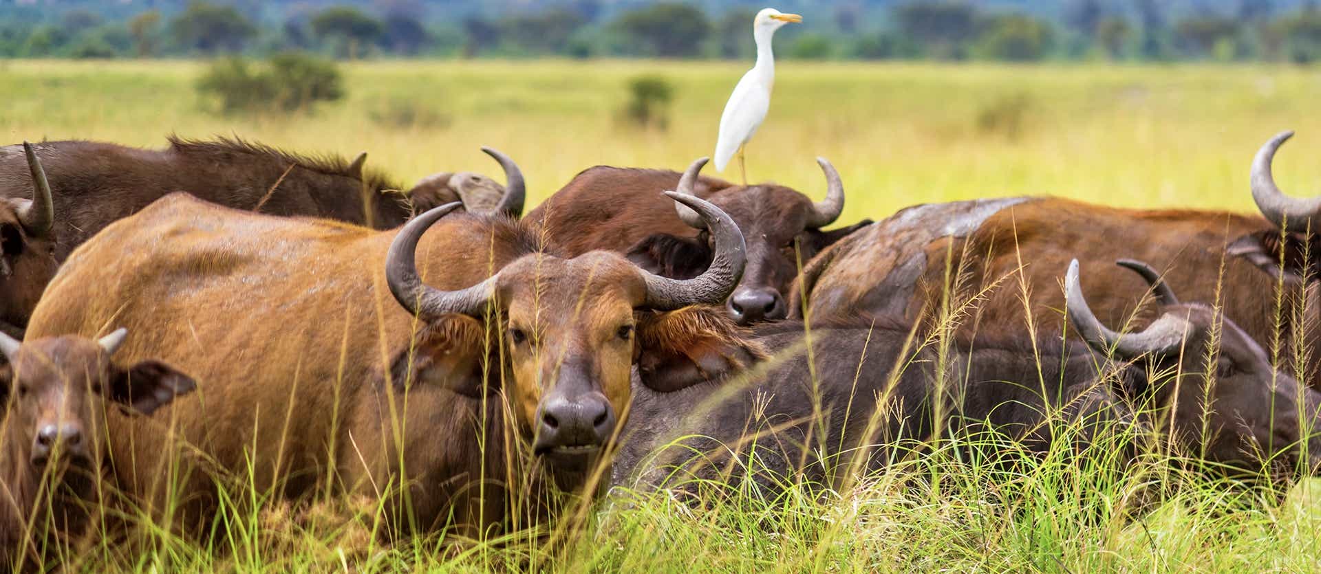 Manada de búfalos <span class="iconos separador"></span> Parque Nacional Queen Elisabeth <span class="iconos separador"></span> Uganda