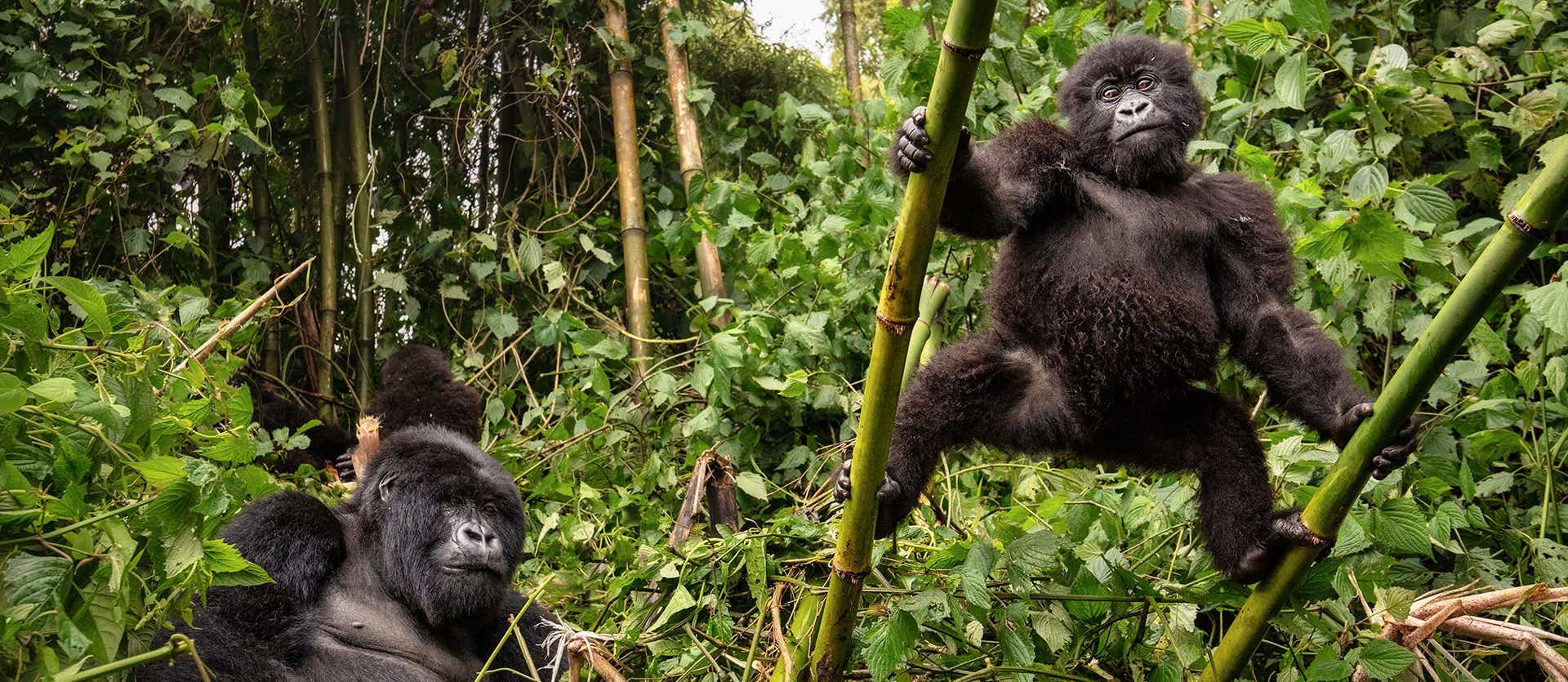 Gorilas de montaña <span class="iconos separador"></span> Uganda
