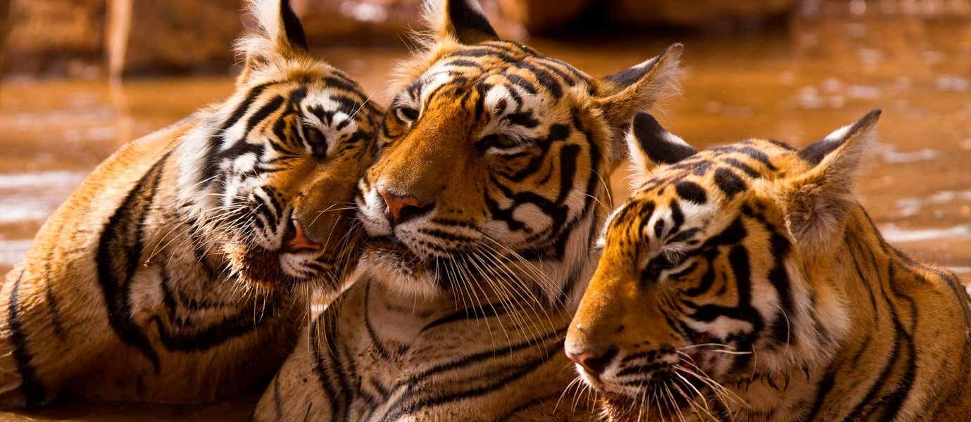 Tigres de Bengala <span class="iconos separador"></span> Parque Nacional Ranthambore