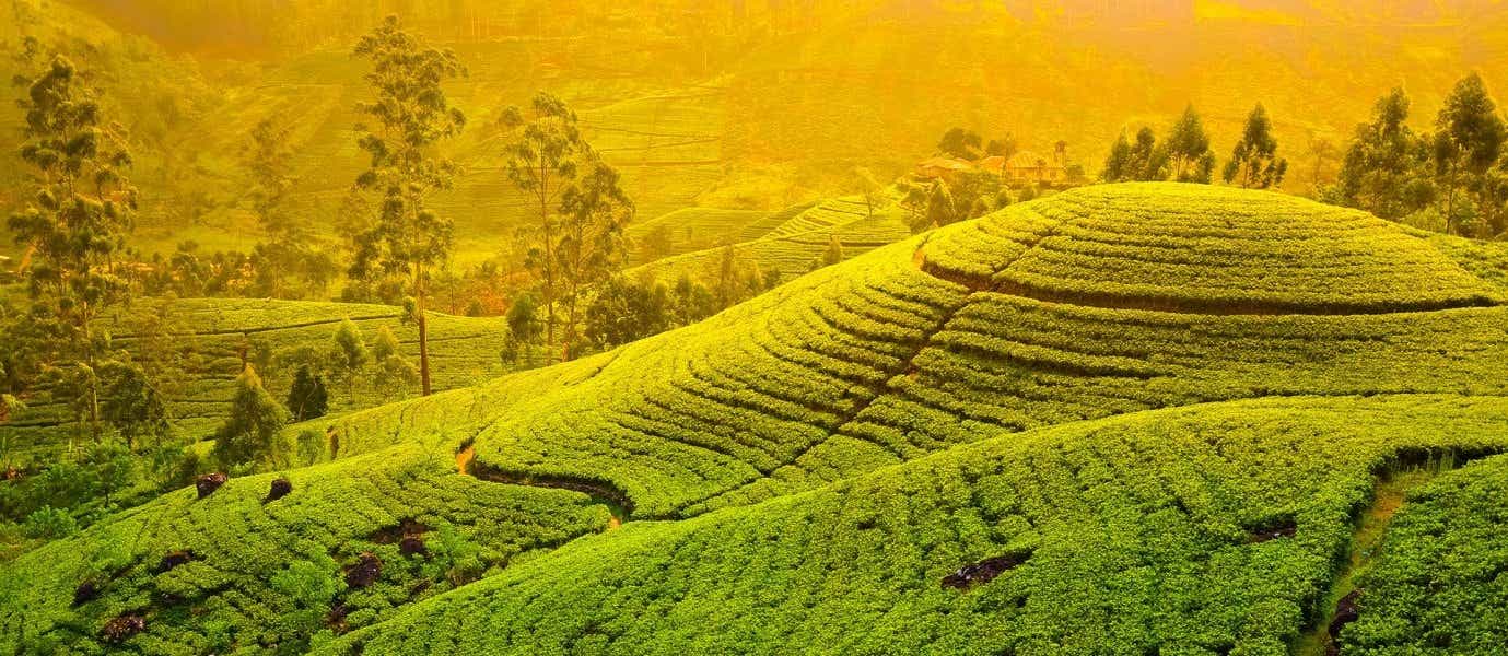 Plantaciones de té <span class="iconos separador"></span> Sri Lanka