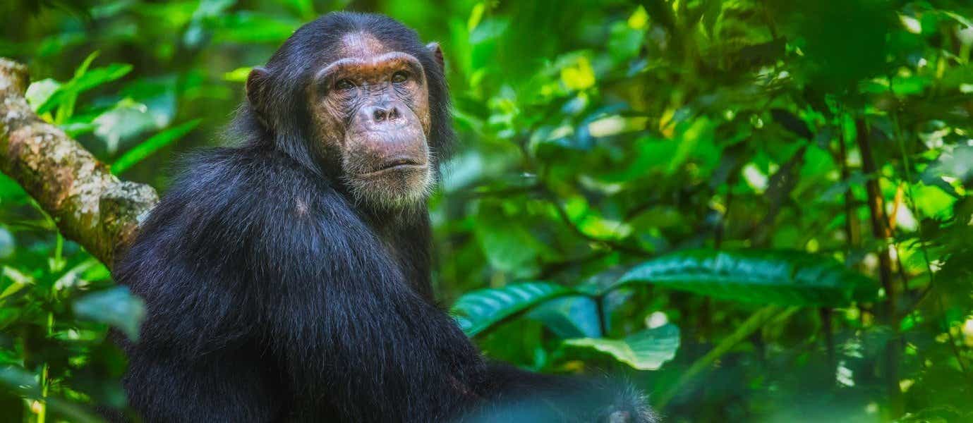 Chimpancé adulto <span class="iconos separador"></span> Parque Nacional Kibale