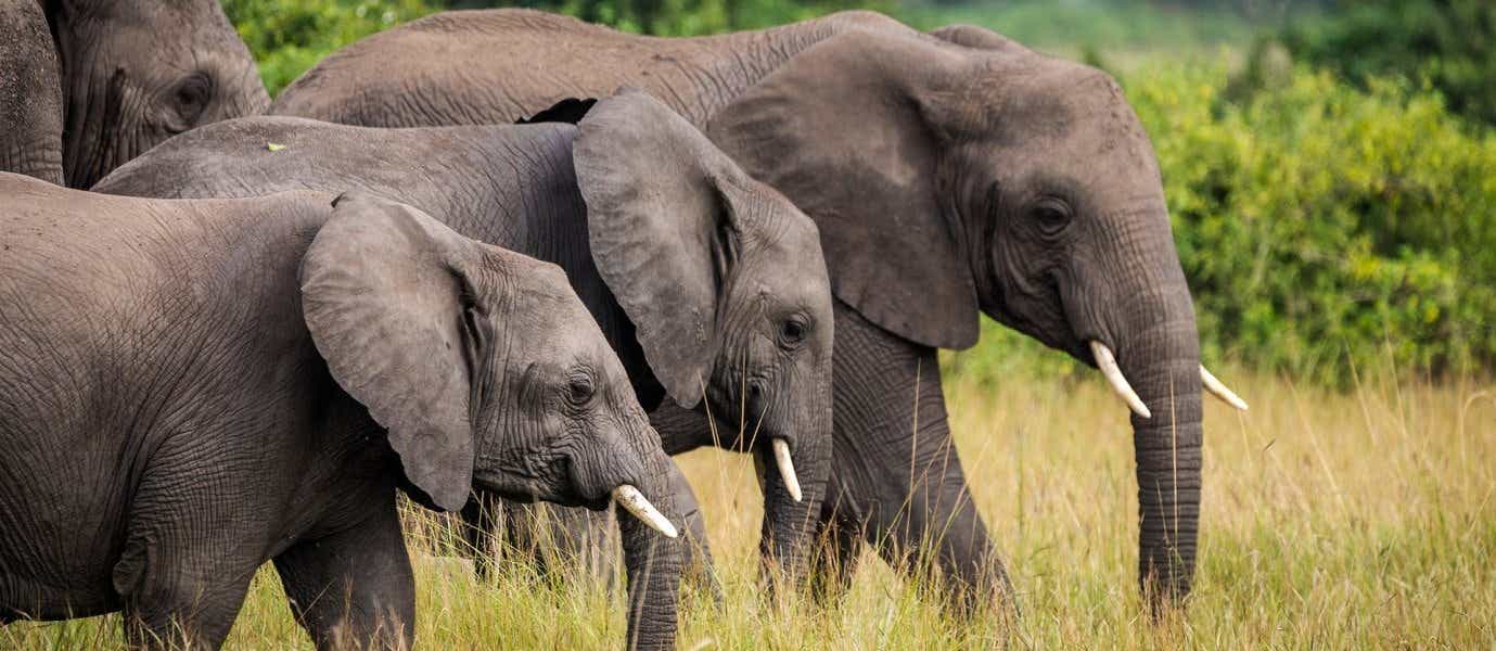 Manada de elefantes en las llanuras <span class="iconos separador"></span> Parque Nacional Queen Elizabeth