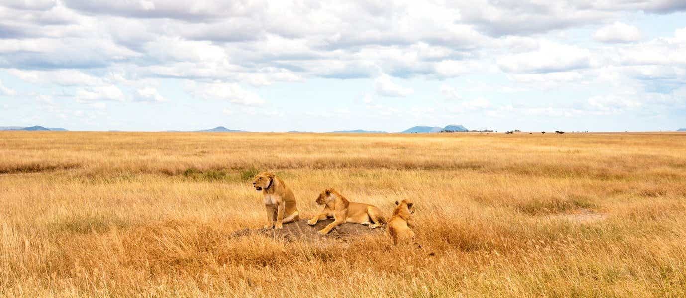 Leonas cazando <span class="iconos separador"></span> Parque Nacional Serengueti 