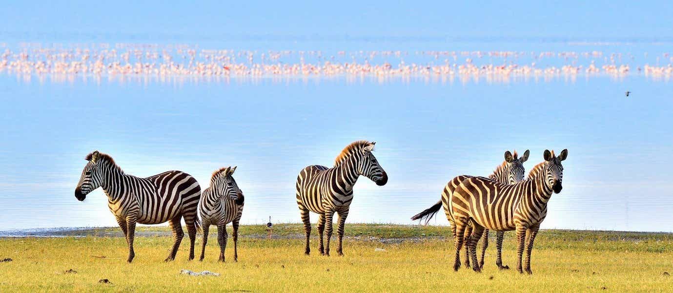 Manada de cebras <span class="iconos separador"></span> Parque Nacional del Lago Manyara