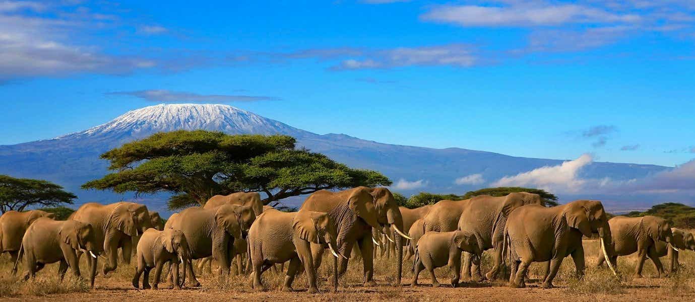 <span class="iconos separador"></span> Montaña del Kilimanjaro y manada de elefantes <span class="iconos separador"></span>