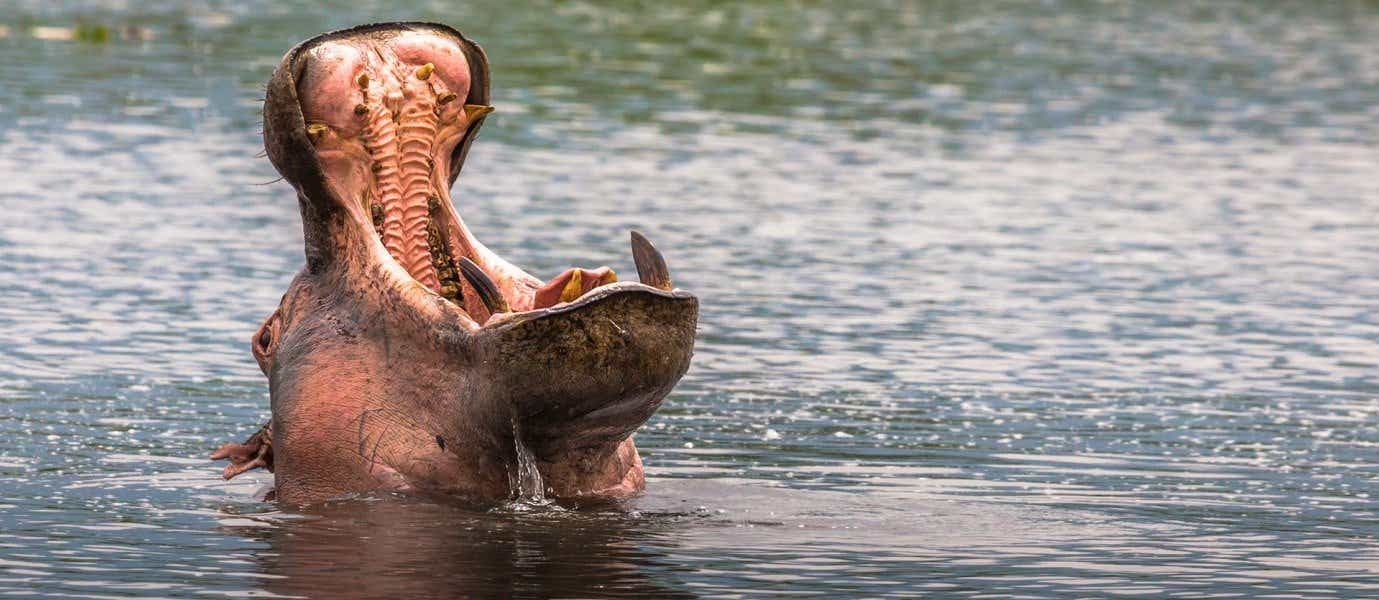 Hipopótamo <span class="iconos separador"></span> Lago Manyara 