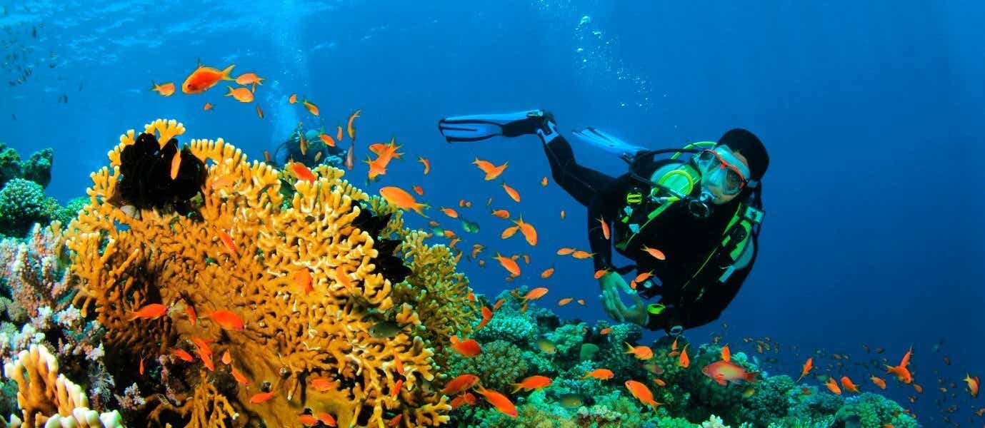 Arrecife de coral <span class="iconos separador"></span> Mar Rojo <span class="iconos separador"></span> Hurghada