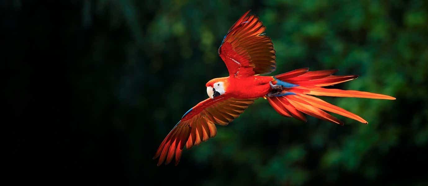 Scarlet Macaw <span class="iconos separador"></span> Amazon