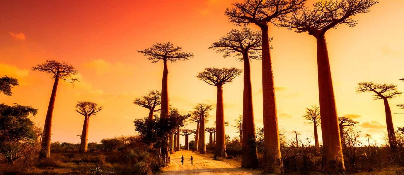 Avenida de los Baobabs <span class="iconos separador"></span> Morondava