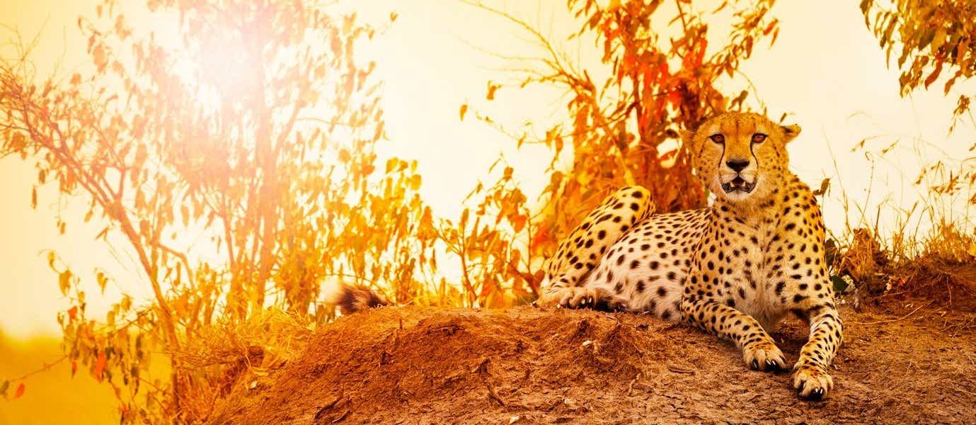Cheetah <span class="iconos separador"></span> Kruger National Park <span class="iconos separador"></span> South Africa 