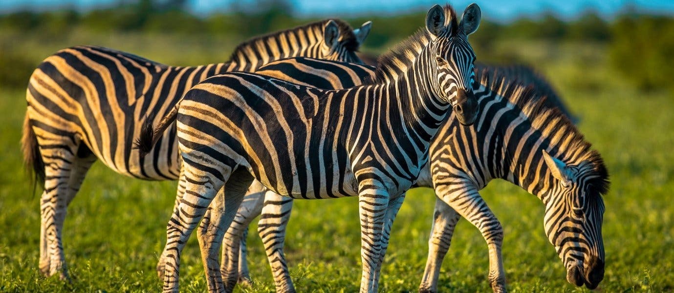 Zebras <span class="iconos separador"></span> Kruger National Park <span class="iconos separador"></span> South Africa