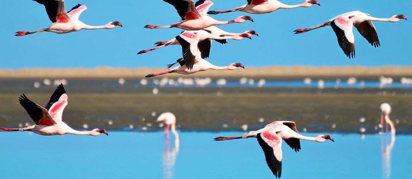 Flamingos <span class="iconos separador"></span> Walvis Bay <span class="iconos separador"></span> Namibia
