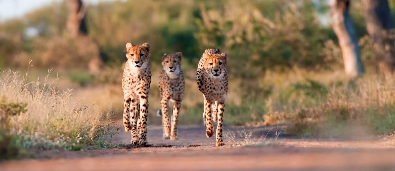 Cheetahs <span class="iconos separador"></span> Kruger National Park
