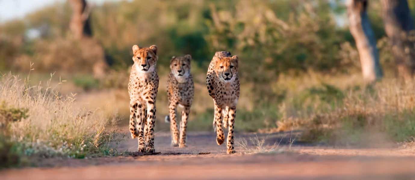 Cheetahs <span class="iconos separador"></span> Kruger National Park <span class="iconos separador"></span> South Africa