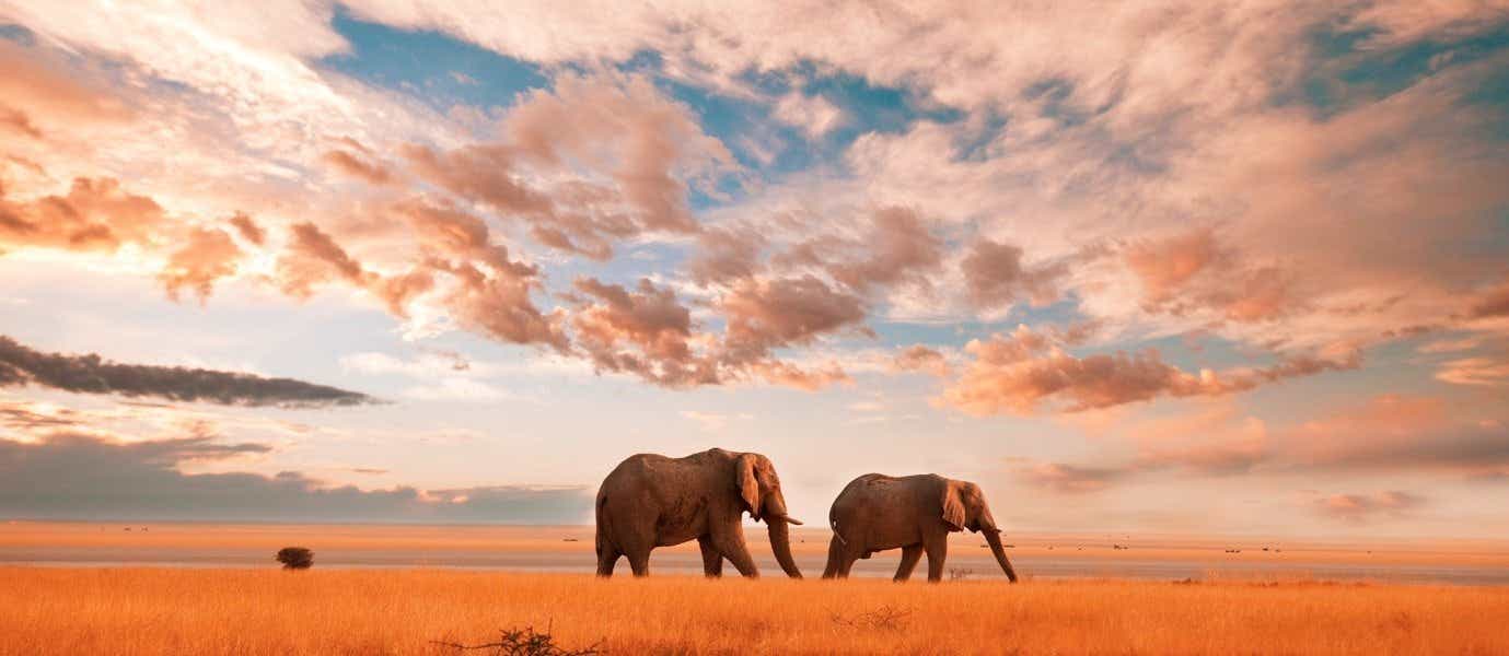 Elephants <span class="iconos separador"></span> Amboseli National Park <span class="iconos separador"></span> Kenya