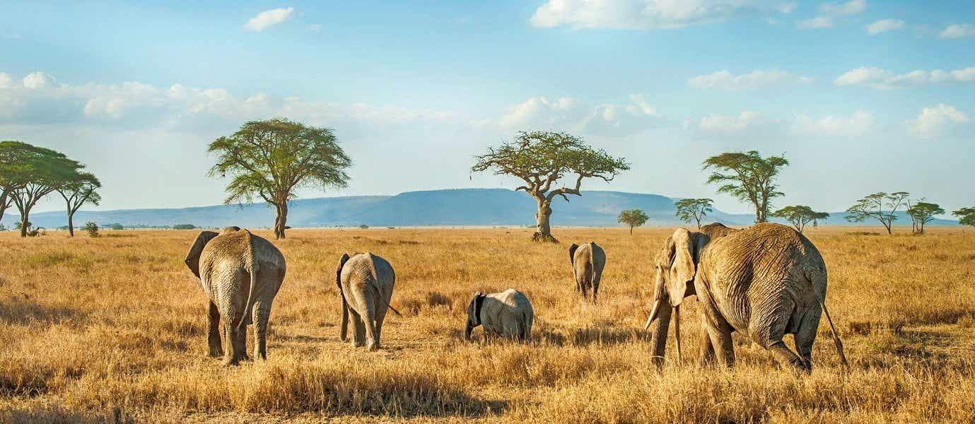 Elephants <span class="iconos separador"></span> Serengeti National Park <span class="iconos separador"></span> Tanzania