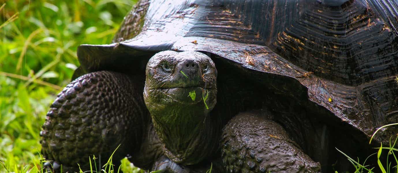Giant Galapagos Tortoise <span class="iconos separador"></span> Galapagos Islands <span class="iconos separador"></span> Ecuador