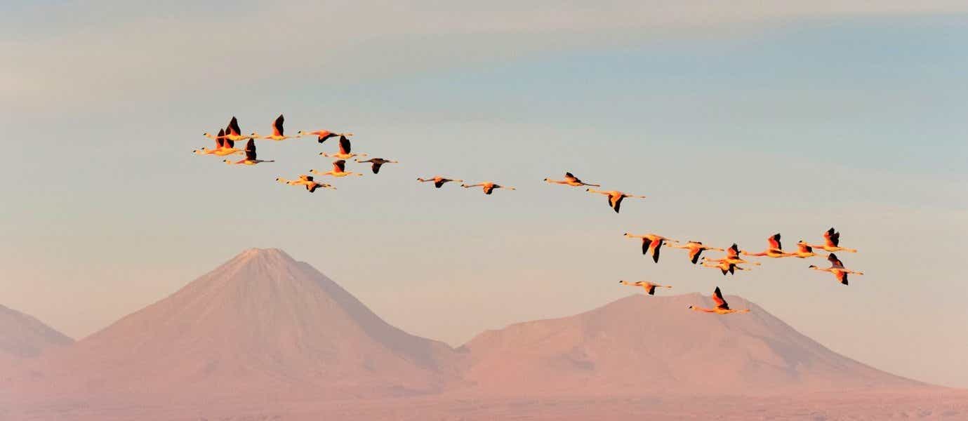 Flamingos <span class="iconos separador"></span> Atacama Salt Flat <span class="iconos separador"></span> Chile