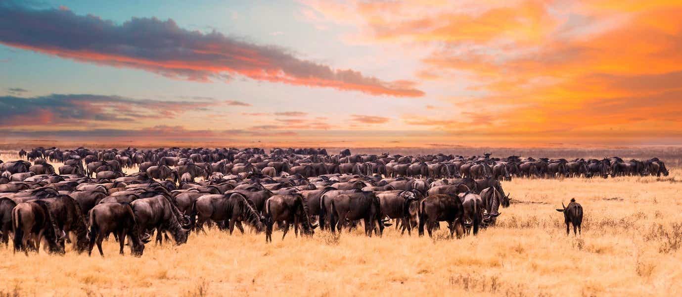 Wildebeest Migration <span class="iconos separador"></span> Serengeti National Park