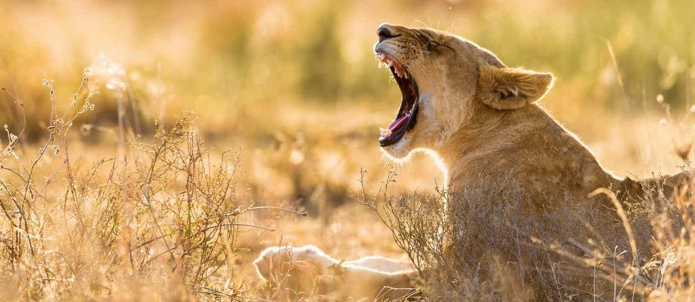 Lioness <span class="iconos separador"></span> Serengeti National Park