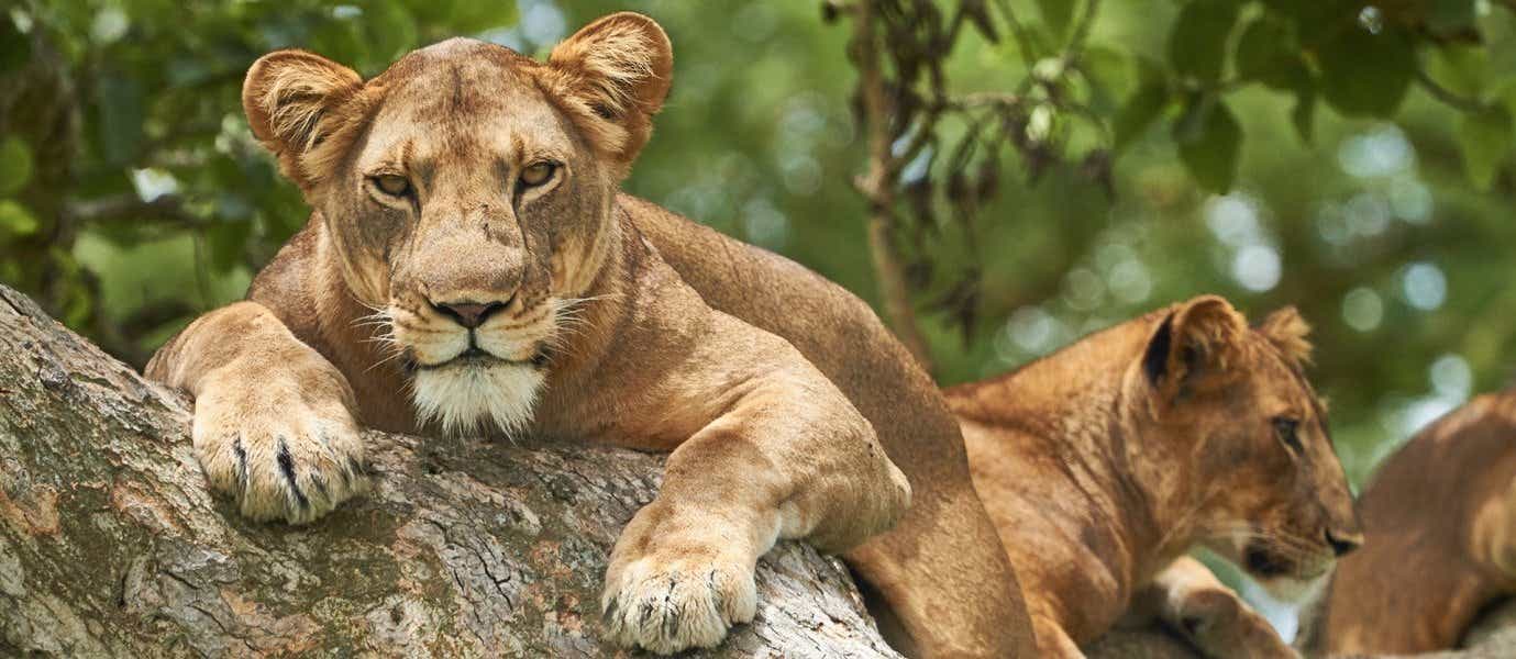 Lions <span class="iconos separador"></span> Queen Elizabeth National Park <span class="iconos separador"></span> Uganda