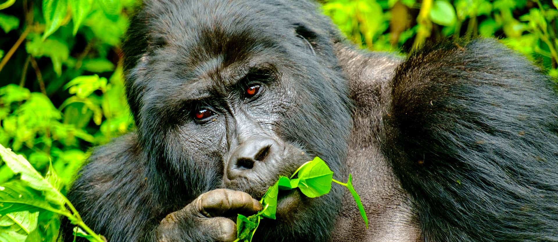 Mountain Gorilla <span class="iconos separador"></span> Bwindi Impenetrable National Park <span class="iconos separador"></span> Uganda