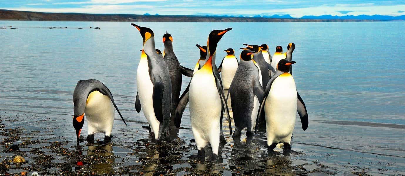 Magellanic Penguins <span class="iconos separador"></span> Tierra del Fuego <span class="iconos separador"></span> Patagonia