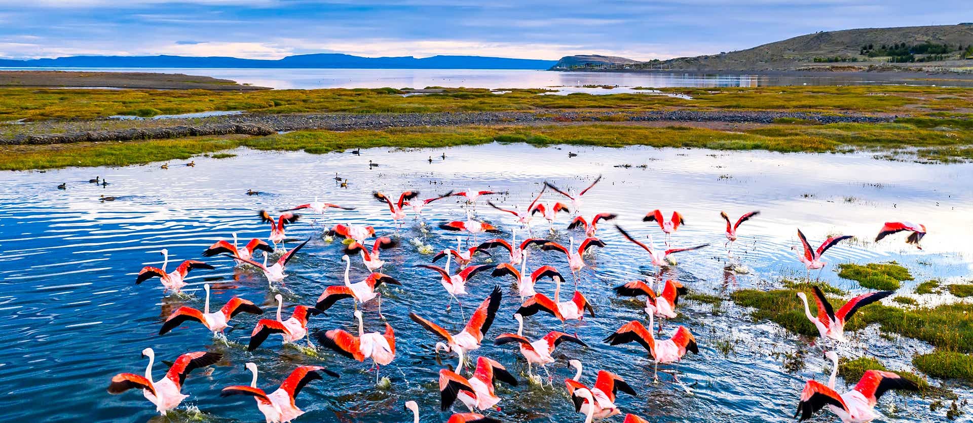 Flamingos <span class="iconos separador"></span> El Calafate <span class="iconos separador"></span> Patagonia