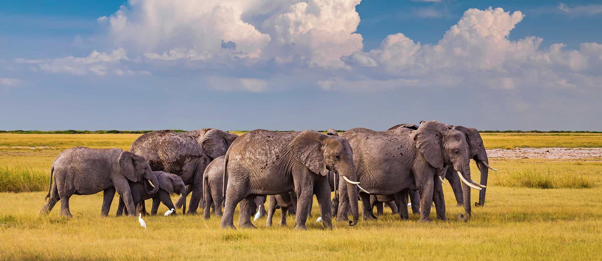 Elephants <span class="iconos separador"></span> Etosha National Park <span class="iconos separador"></span> Namibia