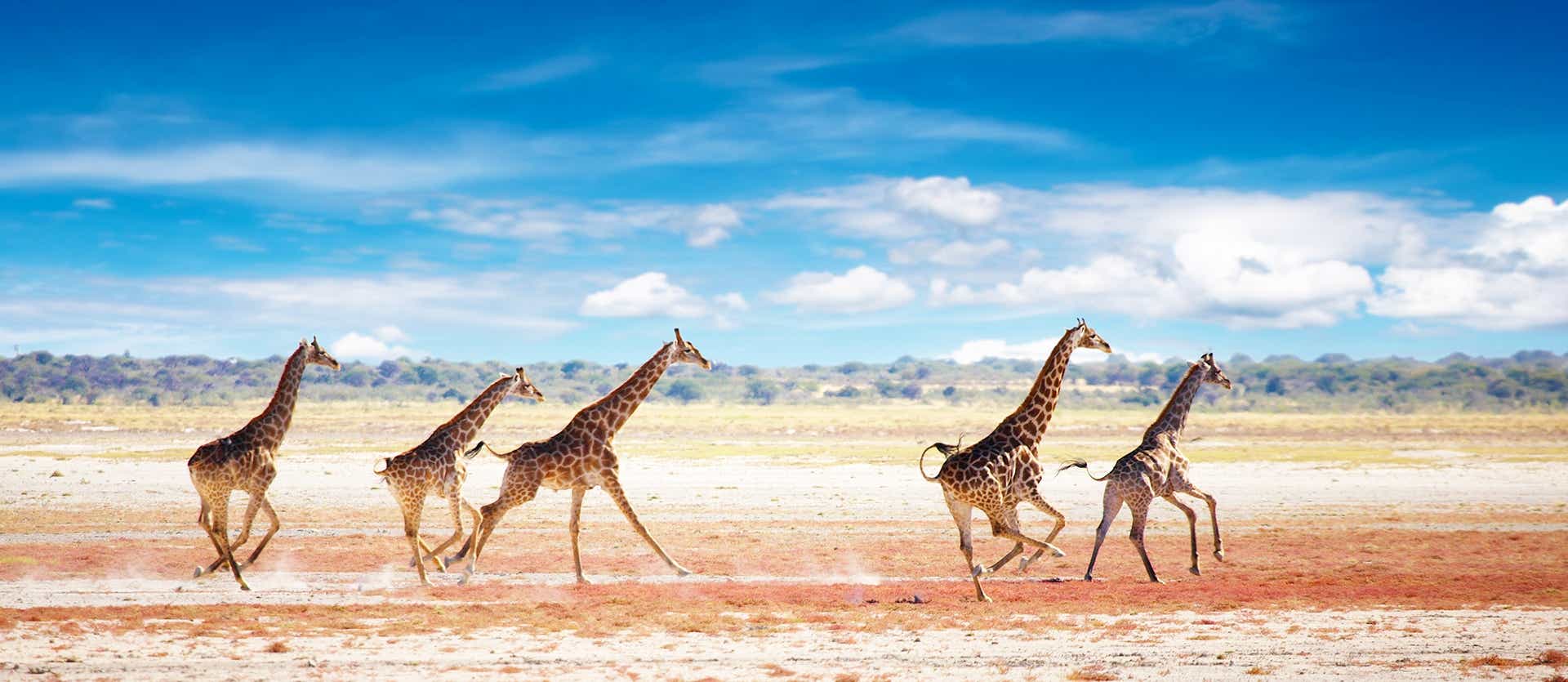 Giraffes <span class="iconos separador"></span> Etosha National Park <span class="iconos separador"></span> Namibia