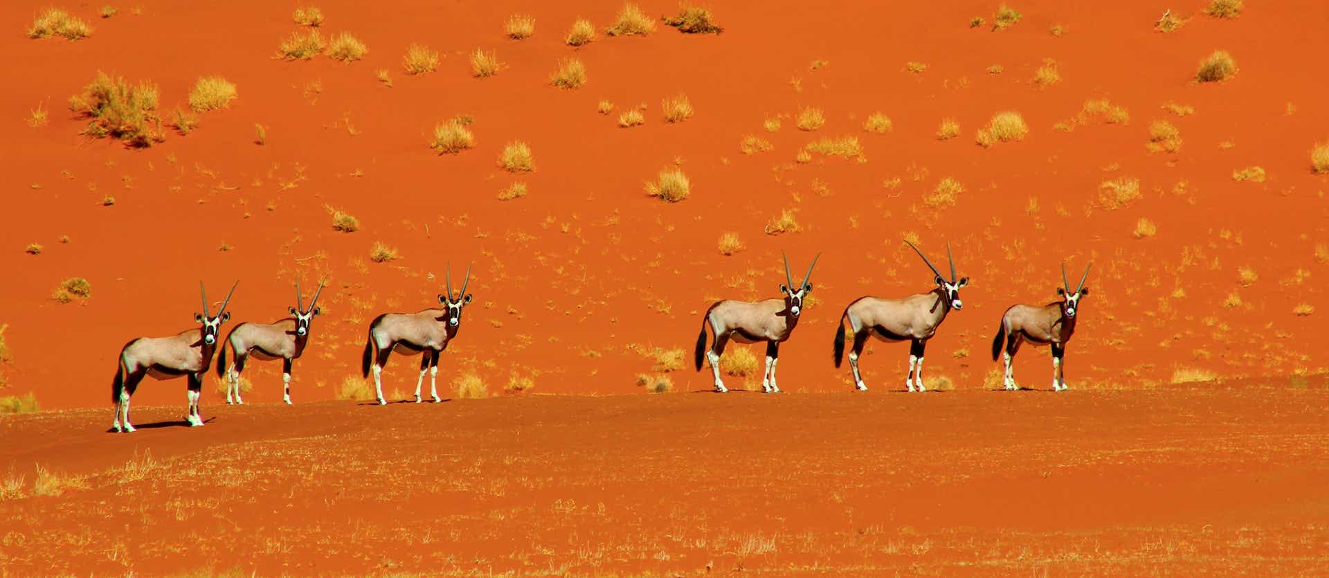 Oryx herd looking for grazing <span class="iconos separador"></span> Namib Desert <span class="iconos separador"></span> Namibia