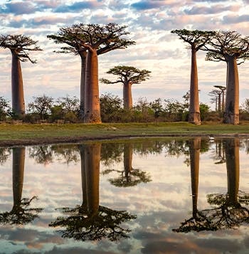 Land of the Baobabs & Island of Eden