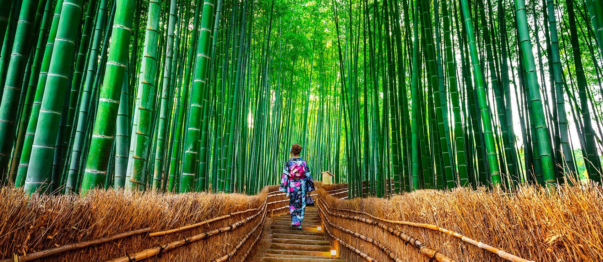 Bamboo forest <span class="iconos separador"></span> Kyoto